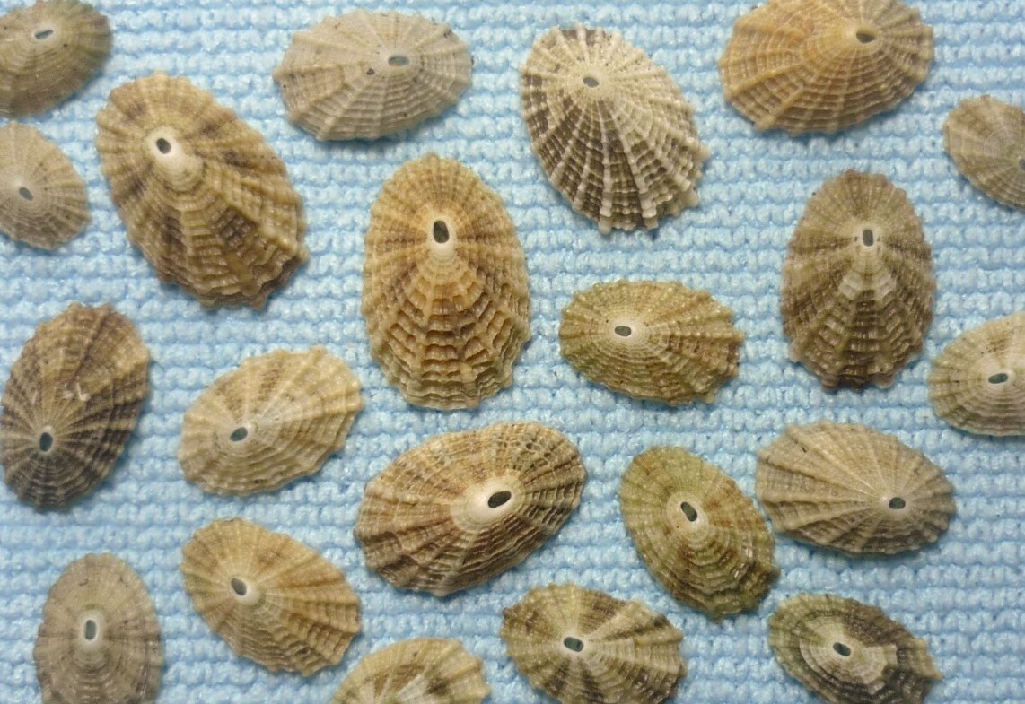 Diodora graeca